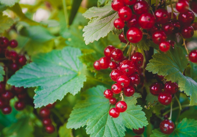 Te de grosellas. La infusión del futuro.